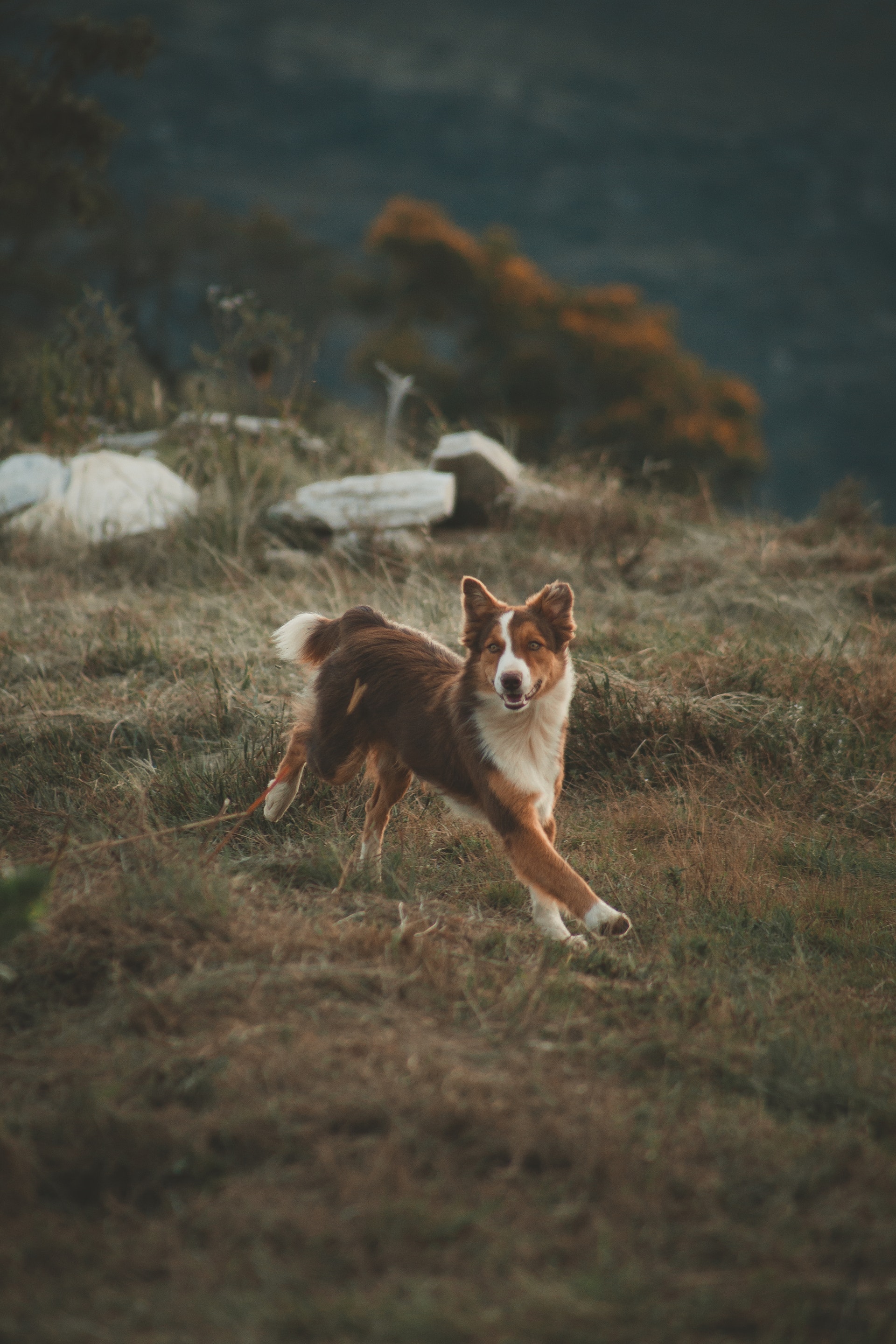 Фото Собака породы норвежский лундехунд, бегущая по холму, фотограф Lucas Pezeta