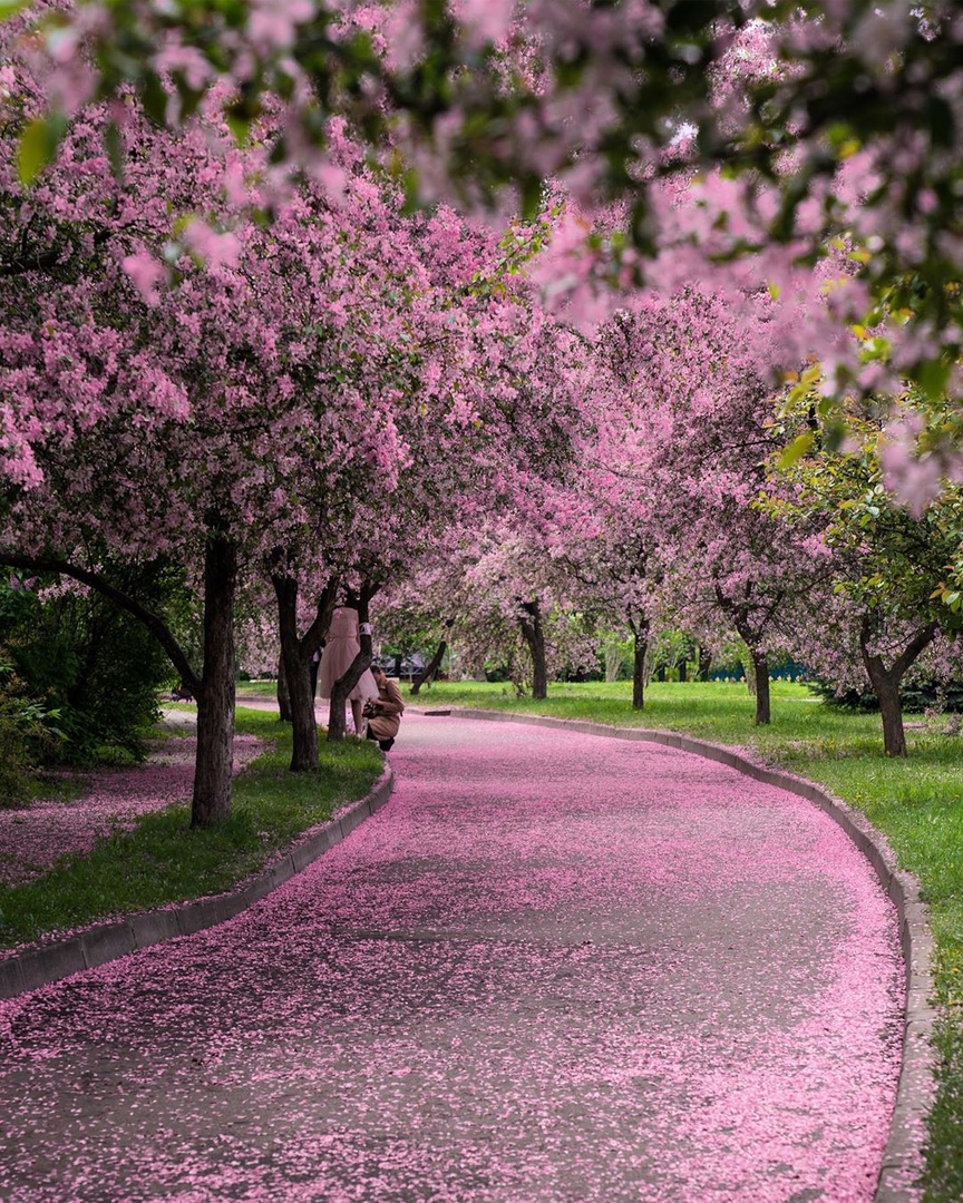 Екатерининский парк сакура