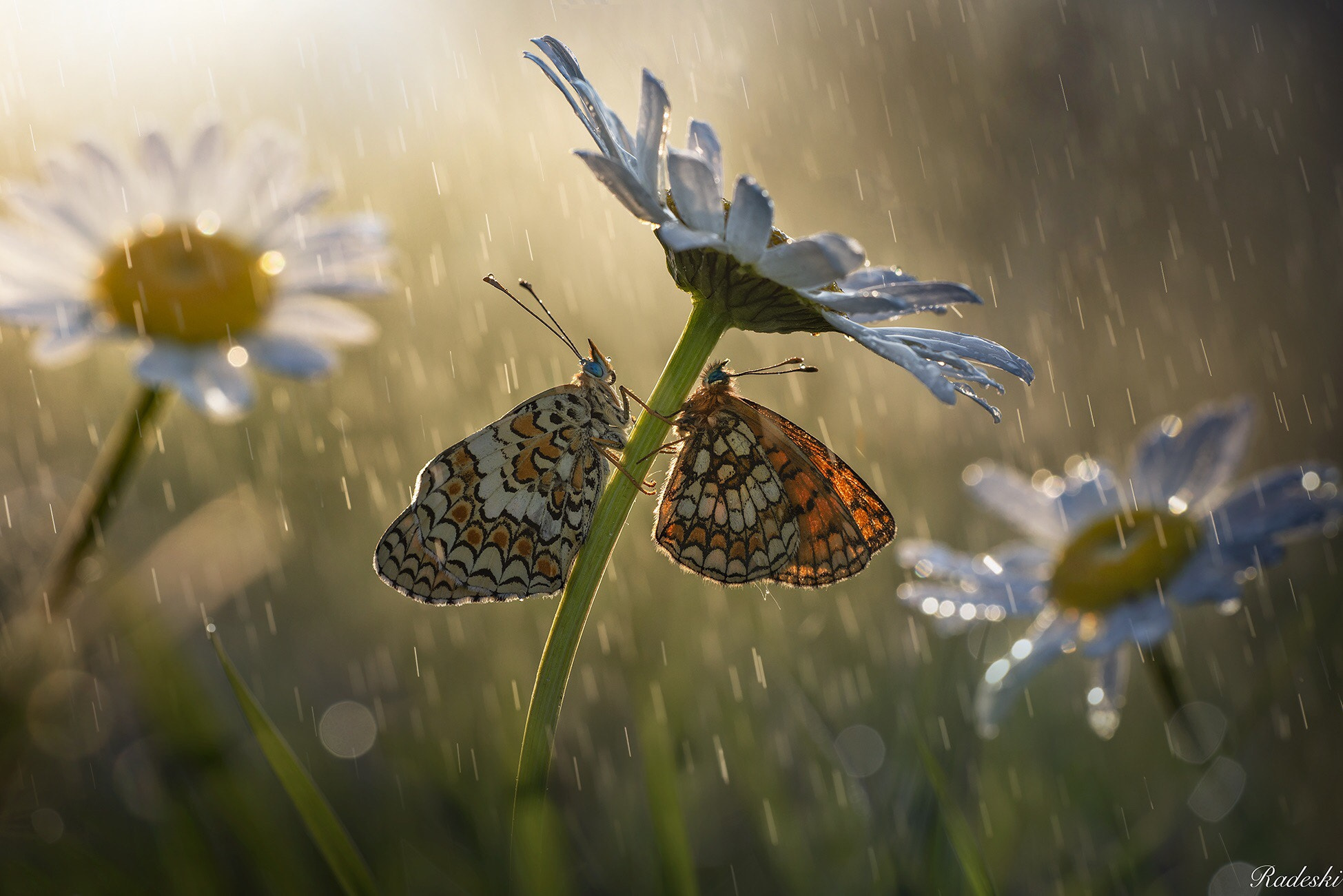 Фото Бабочки на ромашке под дождем, by Roberto Aldrovandi