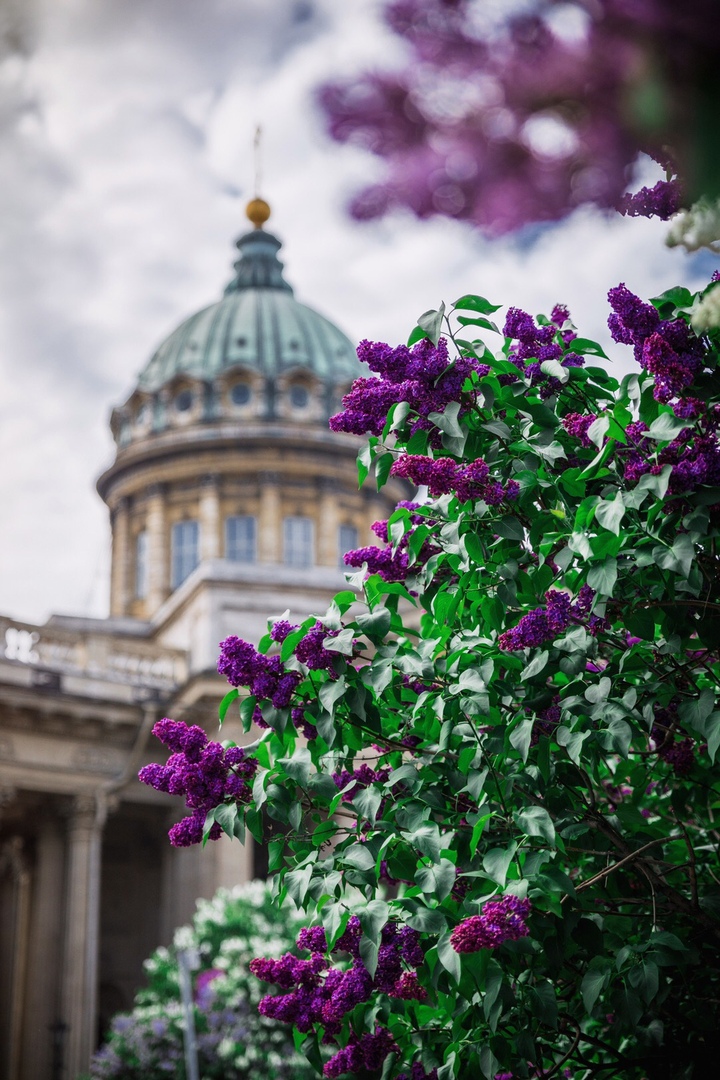 Сирень у казанского собора в санкт петербурге фото