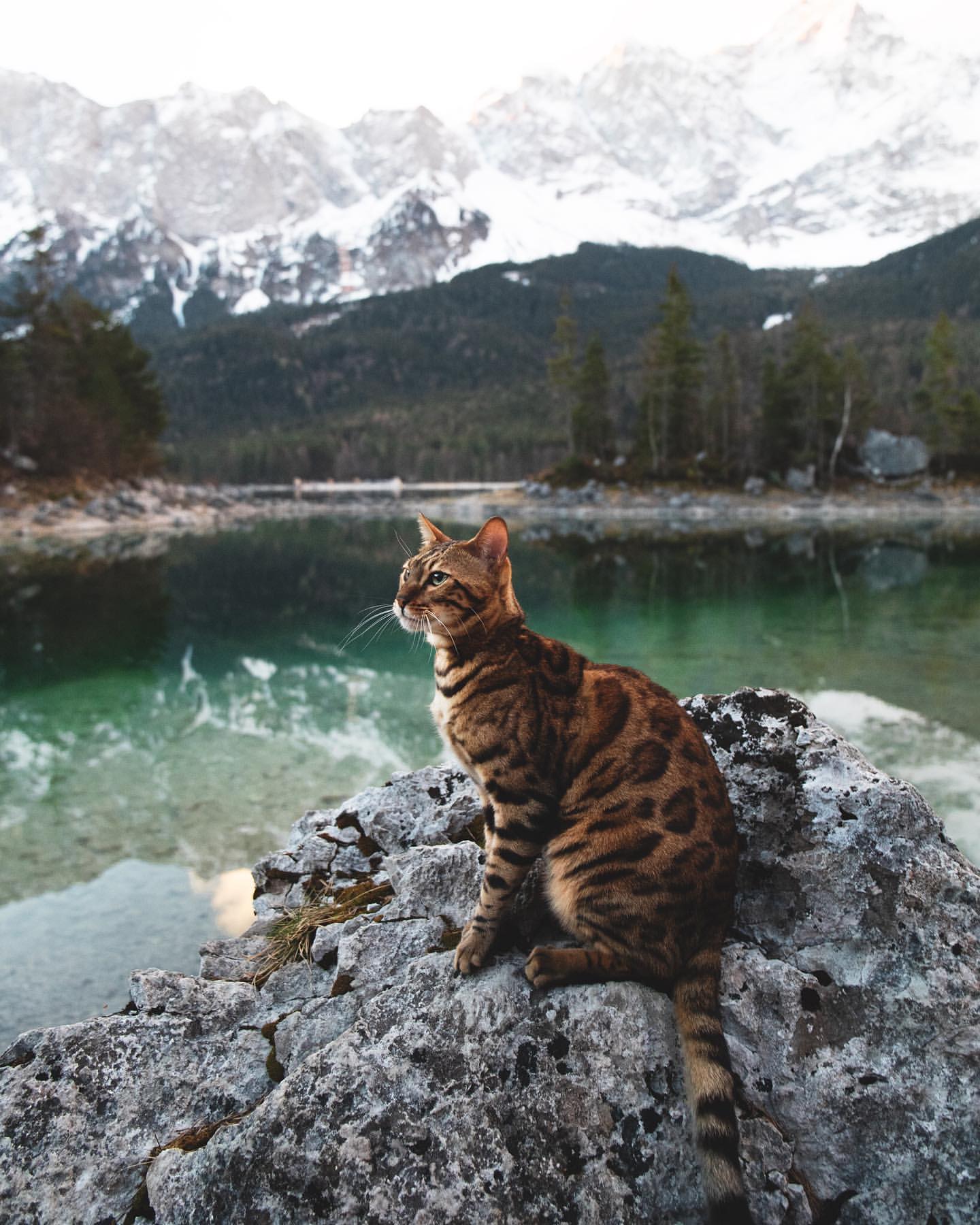 Фото Бенгальская кошка сидит на фоне озера, by yuma_and_laura