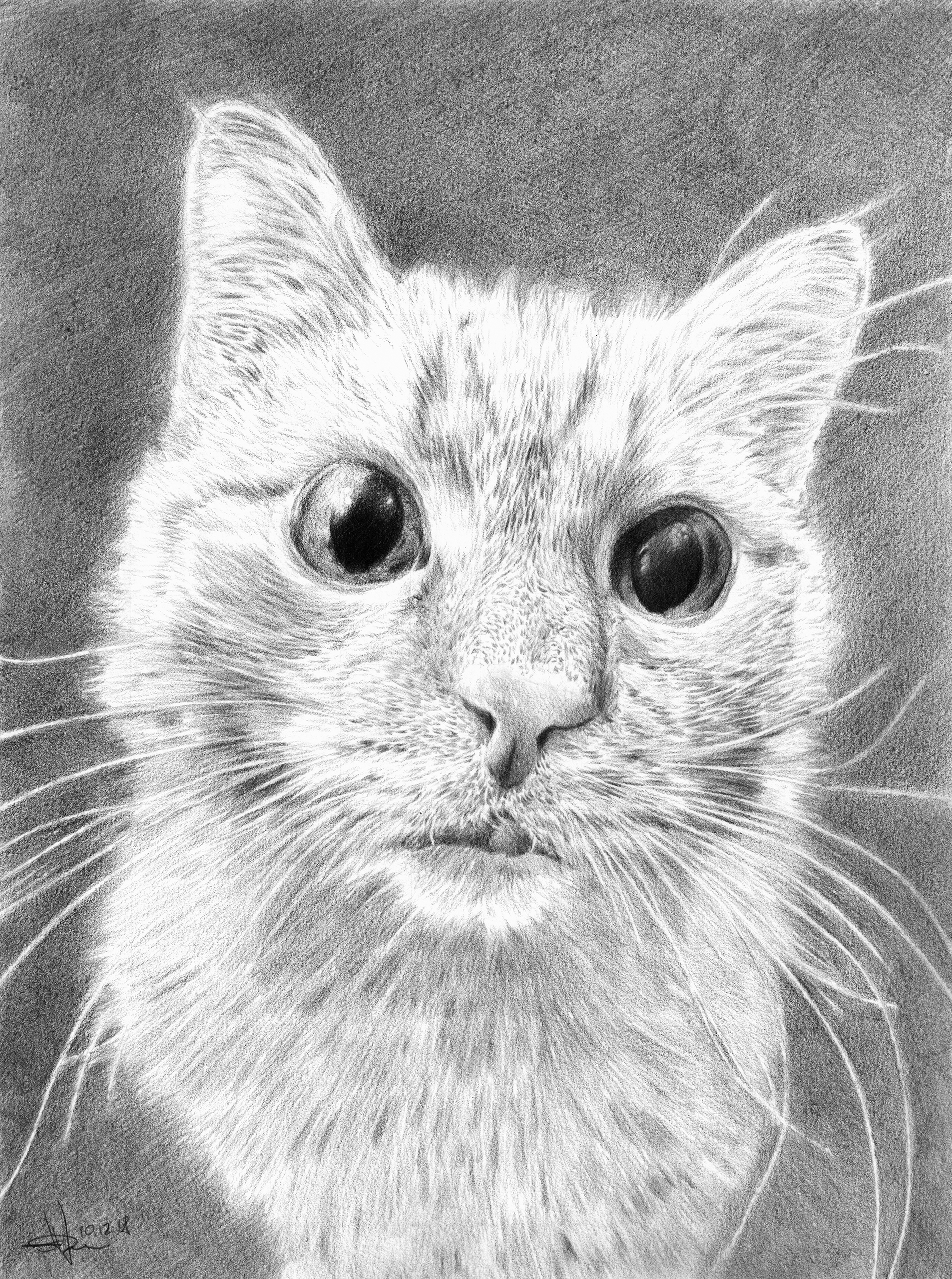 Фото рисунка кошки