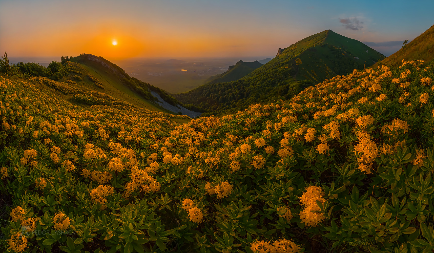 Рододендрон фото в горах