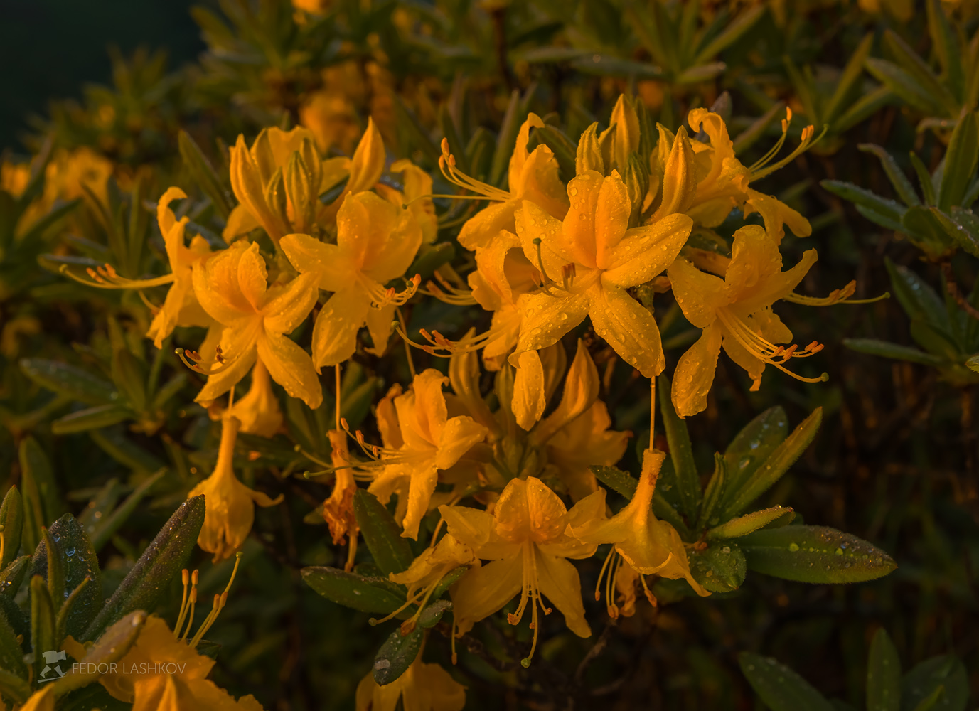 Фото Цветущие желтые рододендроны. Фотограф Лашков Федор