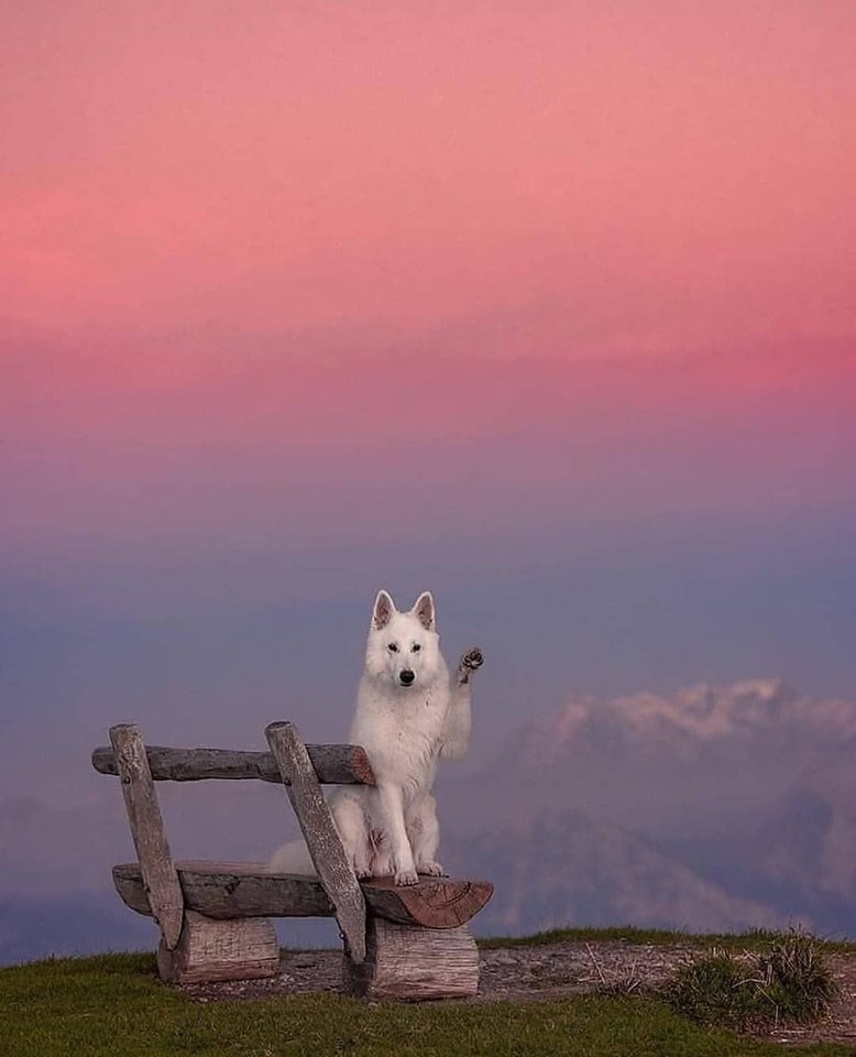 Фото Белая швейцарская овчарка сидит на лавочке с поднятой лапкой