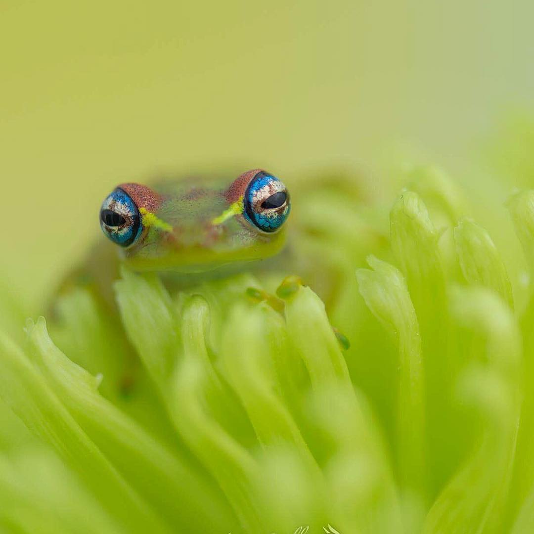 Фото Лягушка с яркими глазами на зеленом цветке