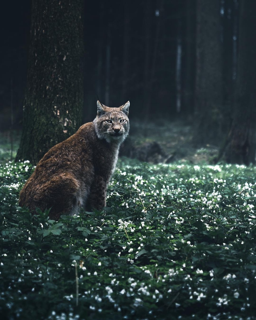 Фото Рысь на лесной поляне, by Michael Kagerer
