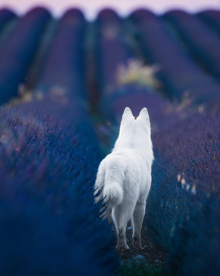 Фото Белая швейцарская овчарка на цветочном поле, by Rastawhiteshepherd