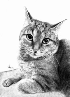 Нарисовать кота серого карандашом