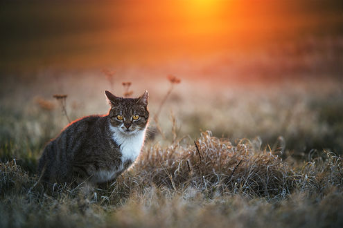 Кот на фоне заката