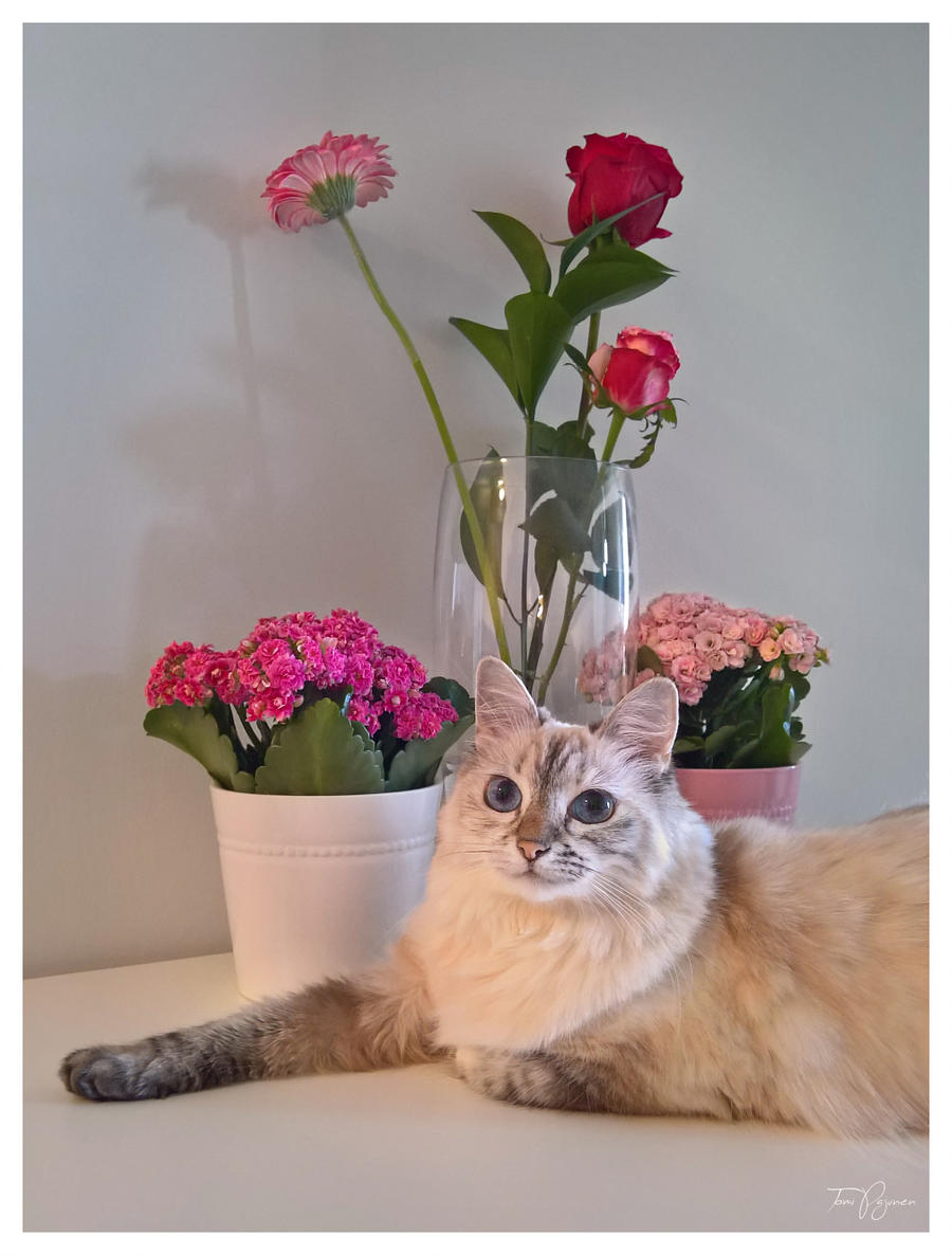 Фото Кошка Maisa сидит у цветов в вазе и горшках, by Pajunen