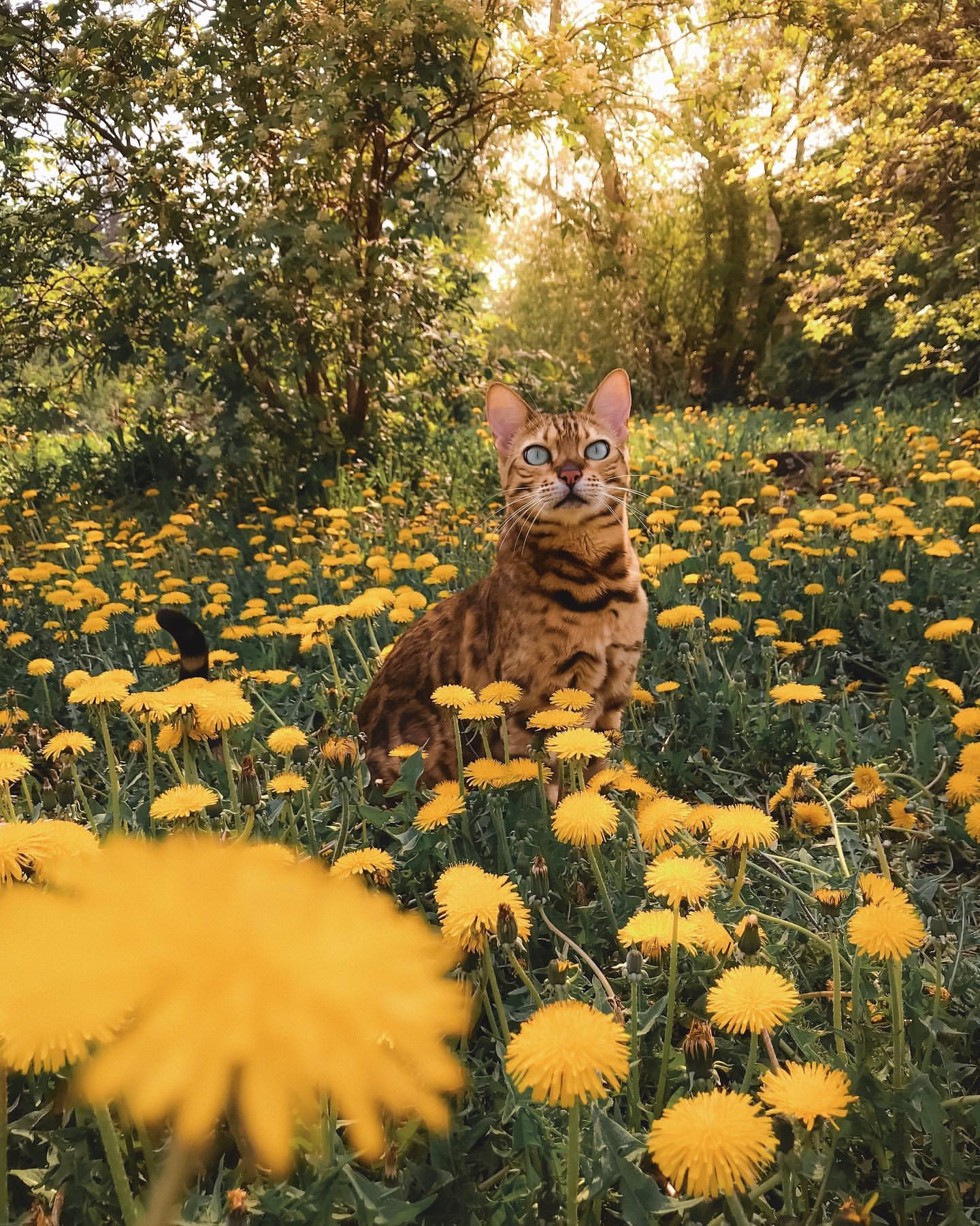 Фото Бенгальская кошка на поляне одуванчиков, by sukiicat