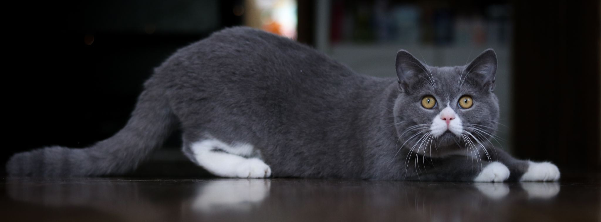 Фото Серая кошка с белыми лапками и носом