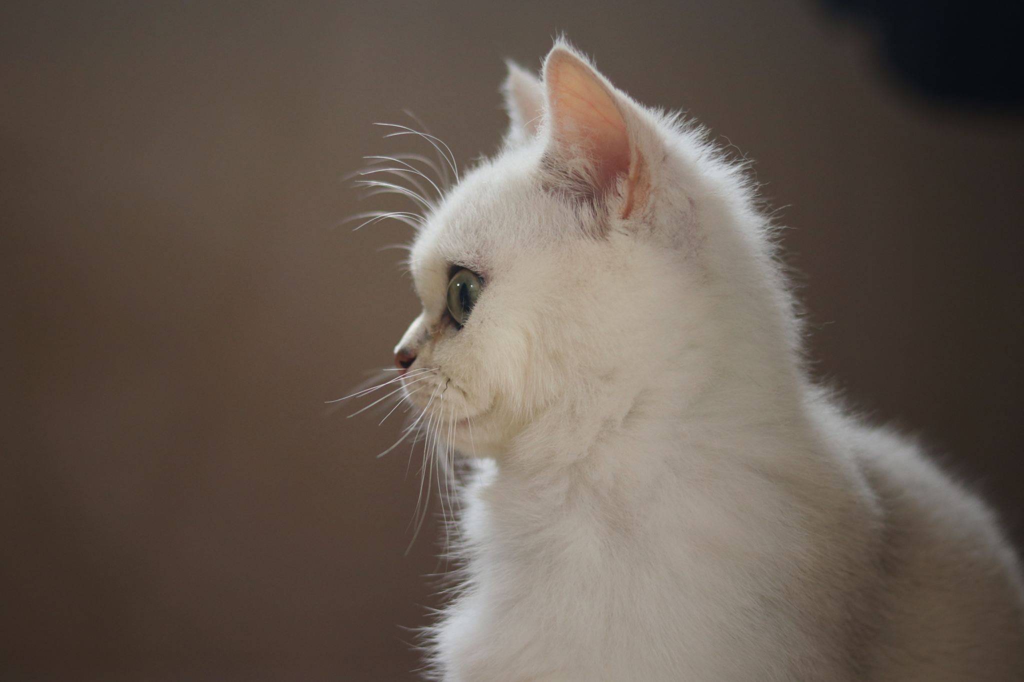 Белый котик в профиль