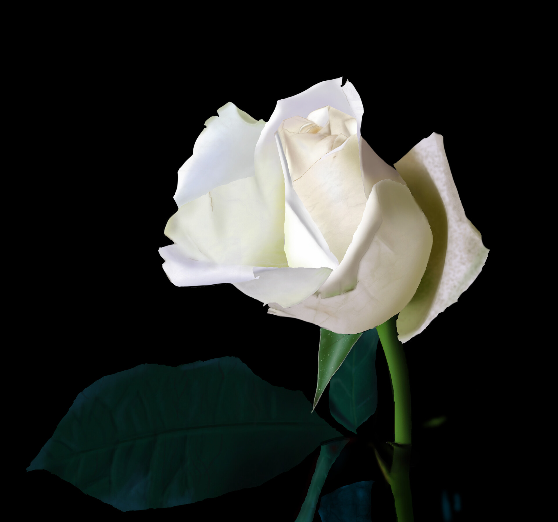 Фото Белая роза на черном фоне, by Mariem Khadija Kriaa
