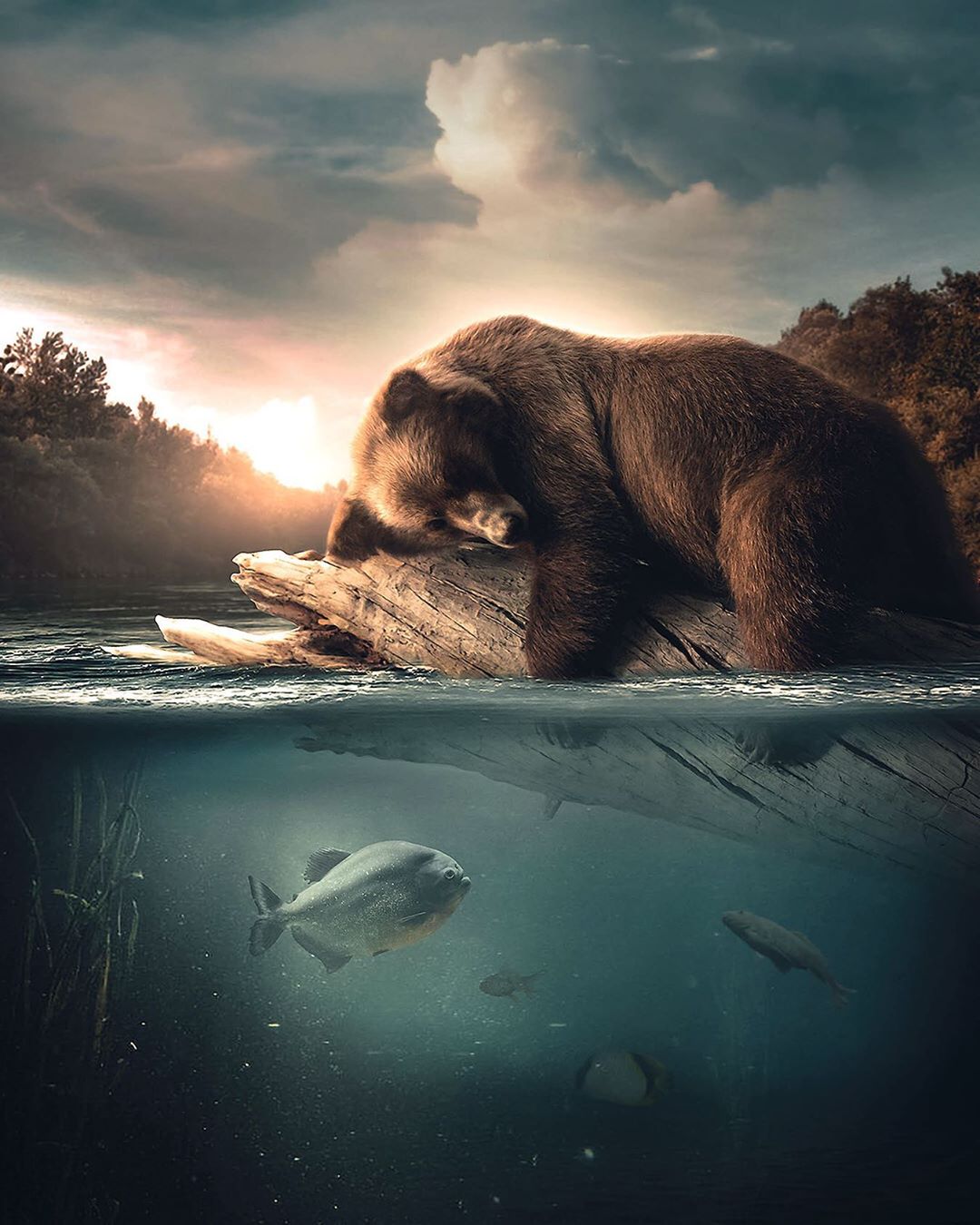 Фото Медведь спит на бревне, плавающем в воде, by zenzdesign