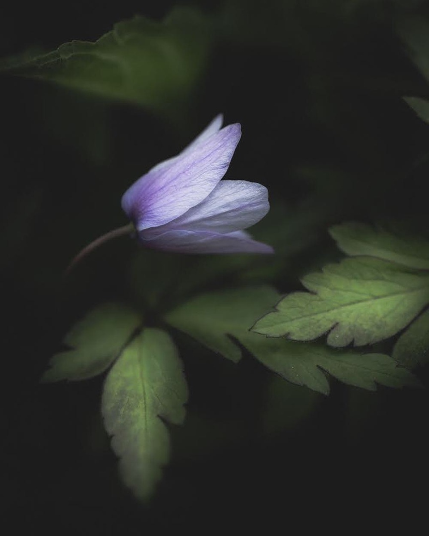 Фото Бледно сиреневый цветок, by Annukka