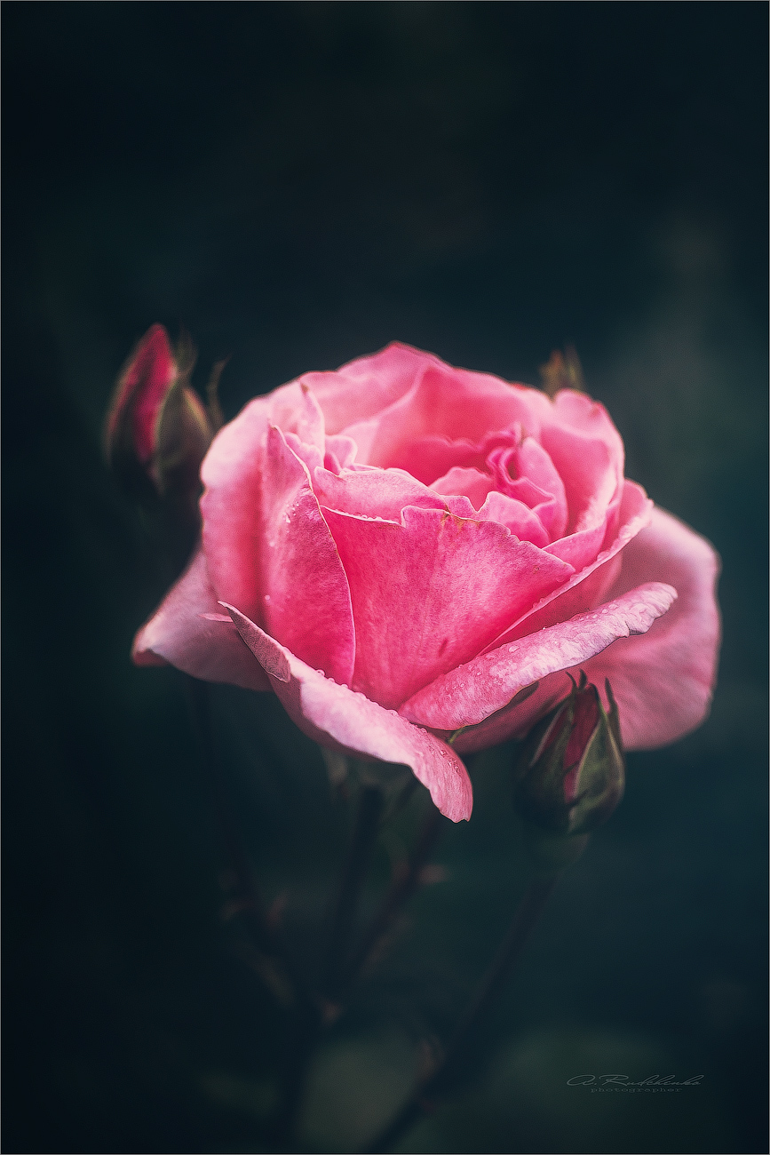 Фото Розовая роза на размытом фоне. Фотограф Рудченко Анатолий