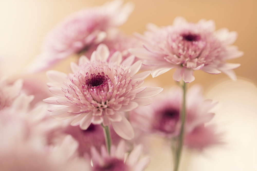 Фото Розовые хризантемы, фотограф Julia Carvalho
