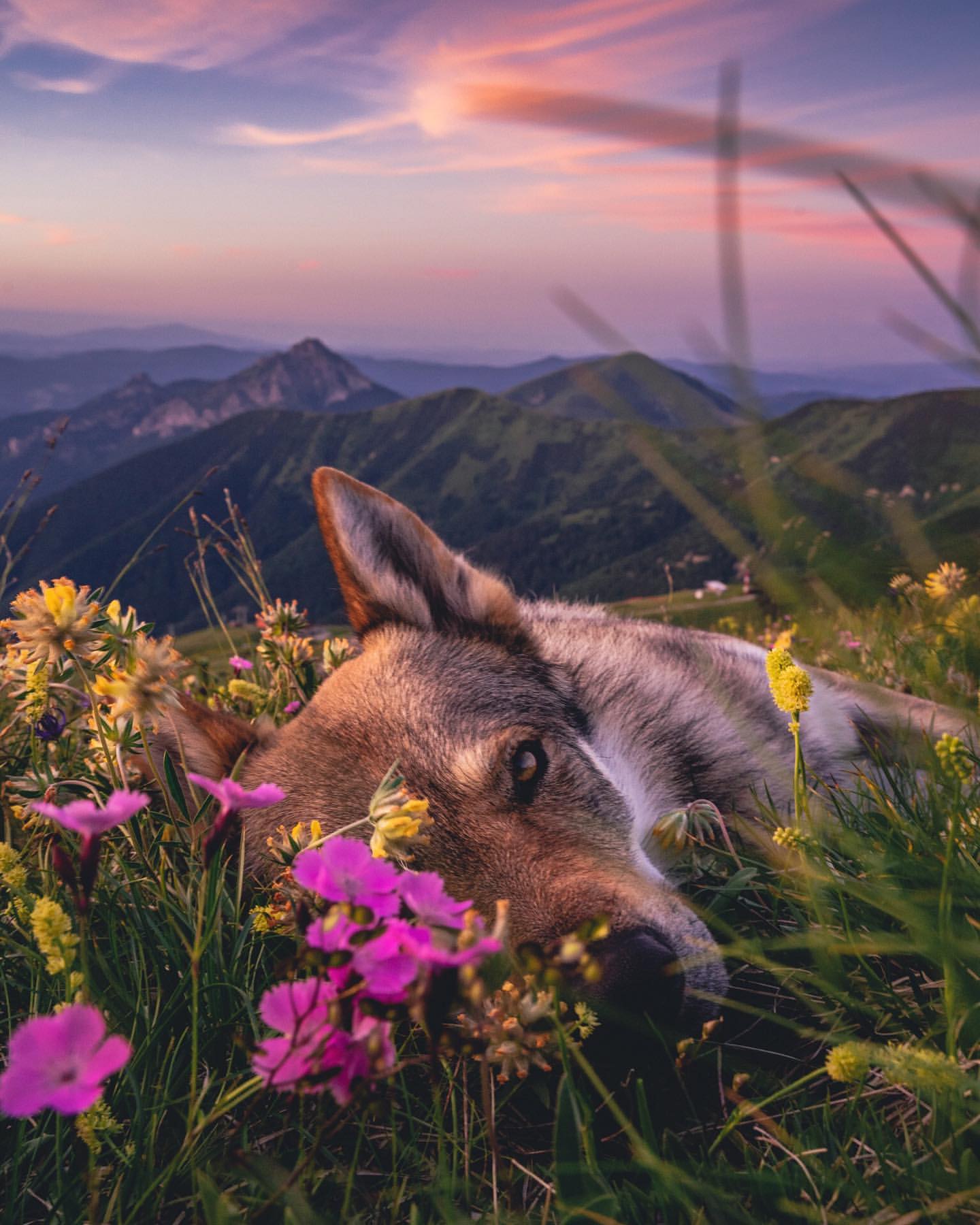 Фото Уставший пес лежит на траве с цветами, by life. of. orco