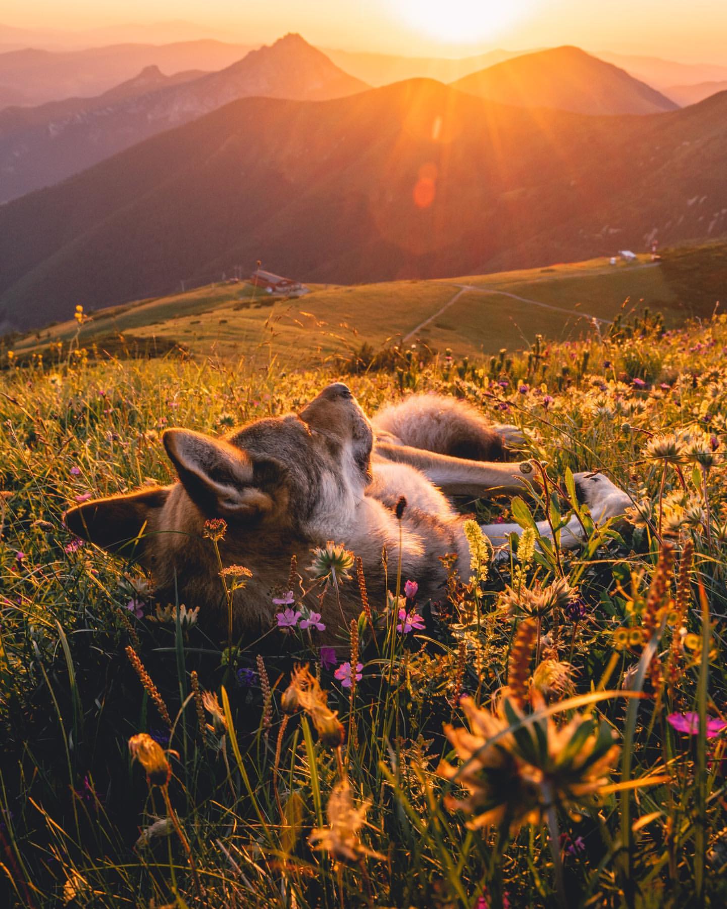 Фото Уставший пес лежит на траве с цветами, by life. of. orco
