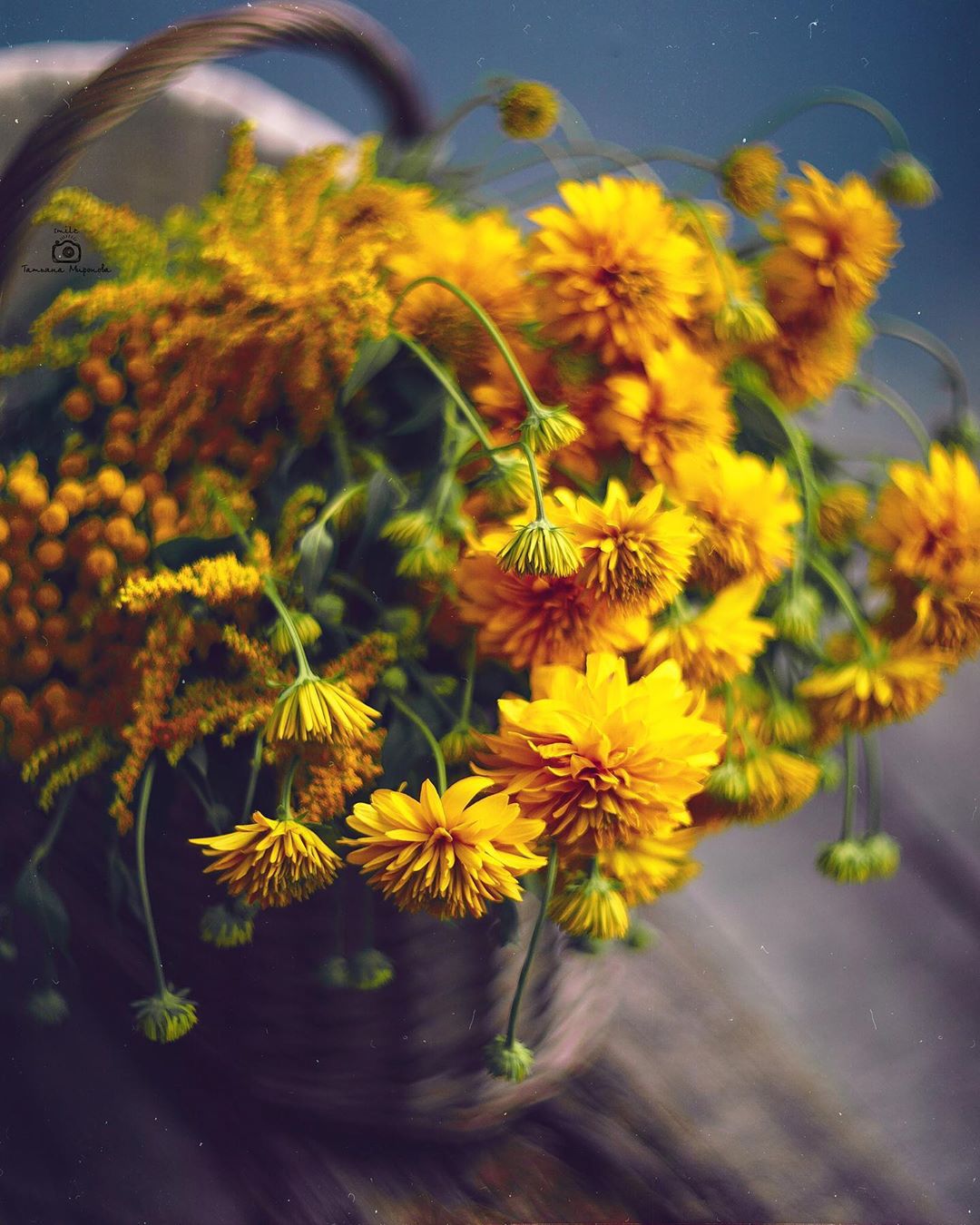 Фото Желтые цветы в корзине, by mironovatanyahoo