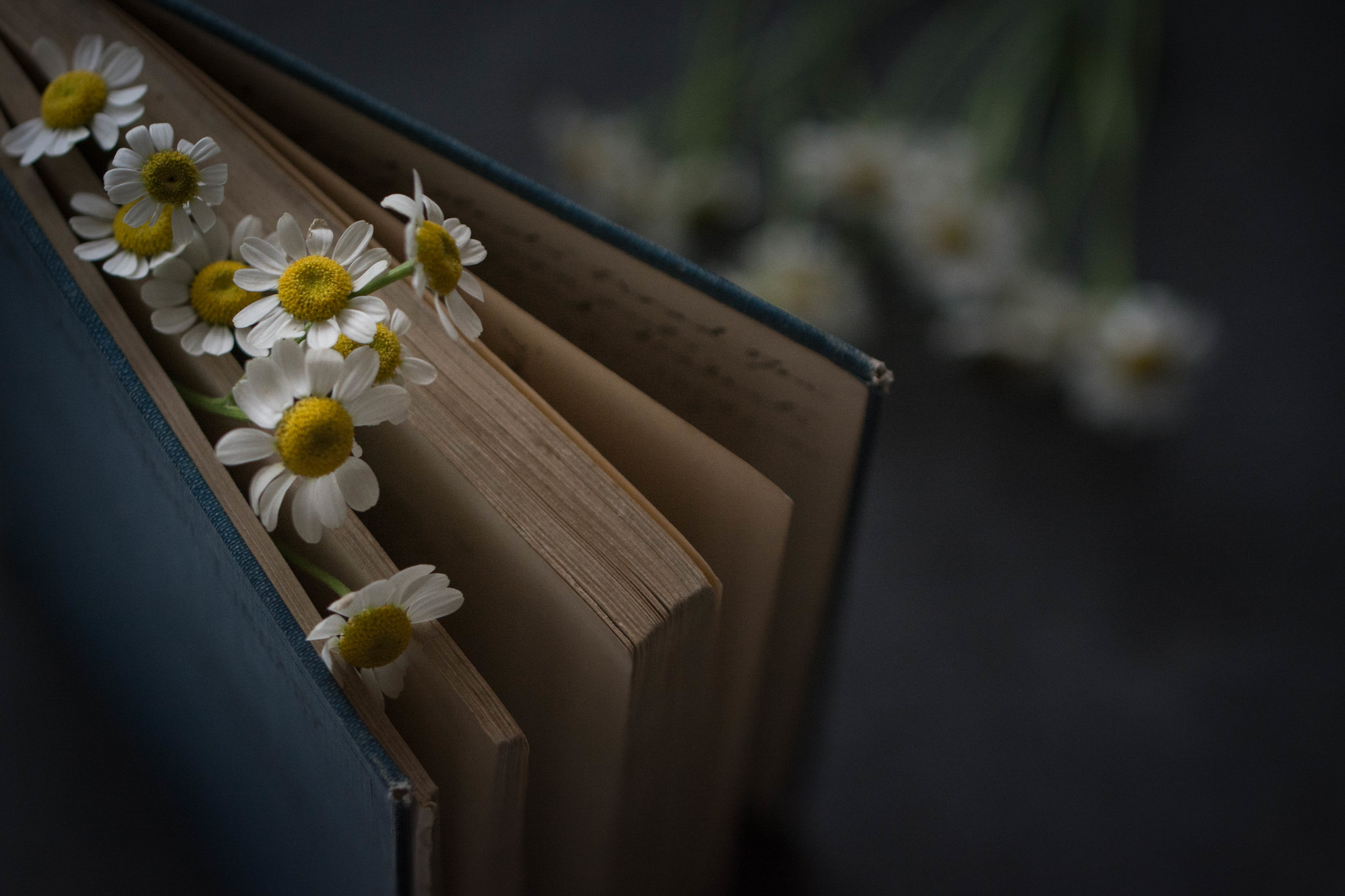 Фото Ромашки на книге. Фотограф Julie Jablonski