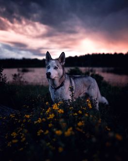 Фото Пес хаски стоит у цветов, by im_gonna_be_frank