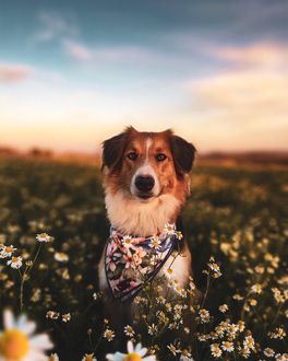 Фото Пес стоит среди ромашек, фотограф Thehappymara