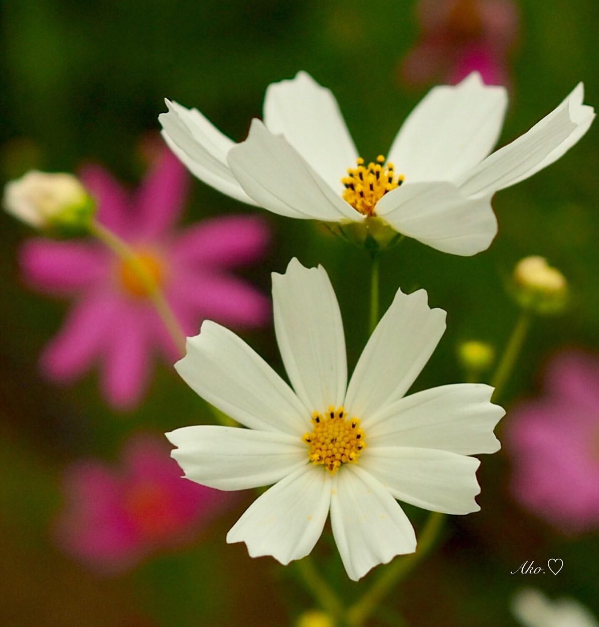 Фото Цветы космеи на размытом фоне, by atsuko asakura