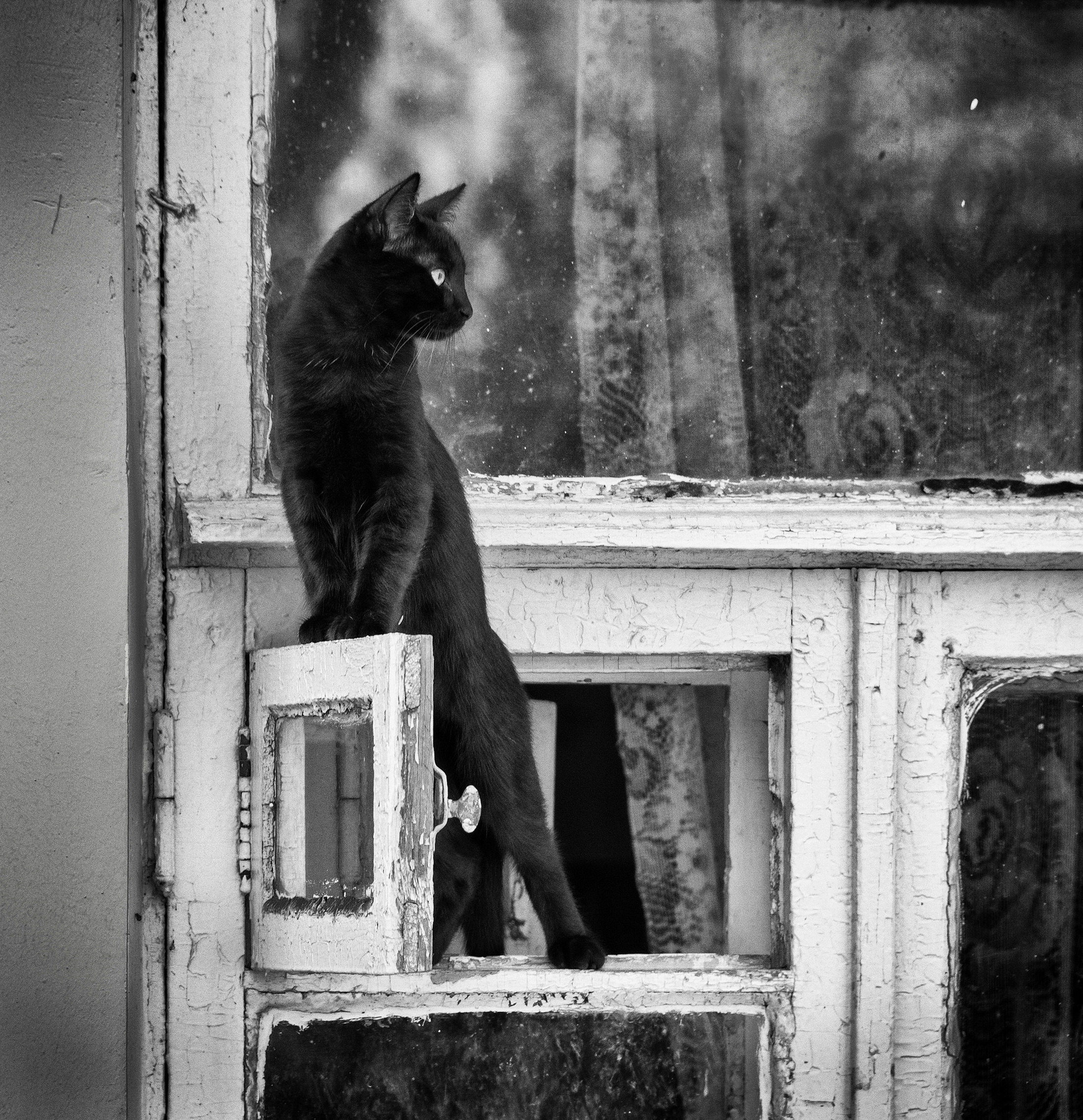 Фото Черный кот стоит на открытой форточке. Фотограф Брагилевский Владимир