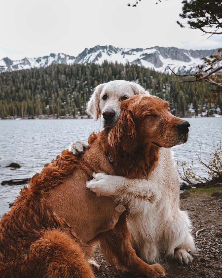 Фото Два пса породы ретривер на природе, by Jennifer Medrano
