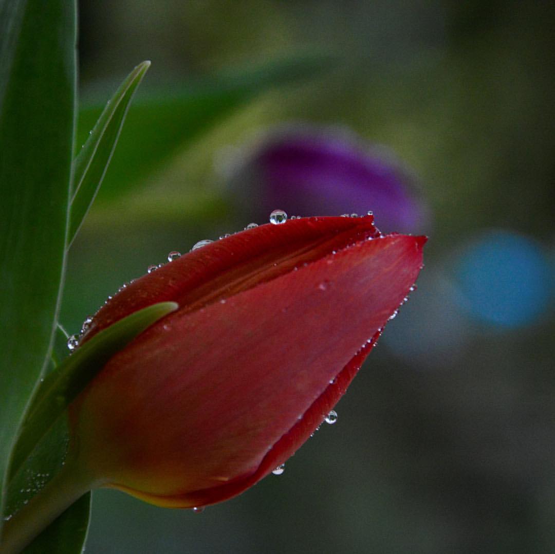 Фото Красный тюльпан с каплями росы, by monique. rebanks