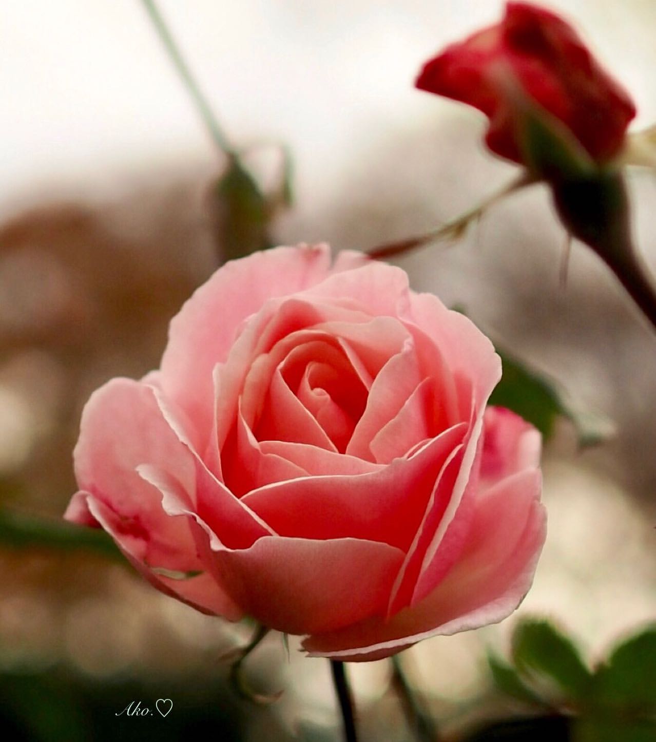 Фото Розовая роза, by atsuko_asakura