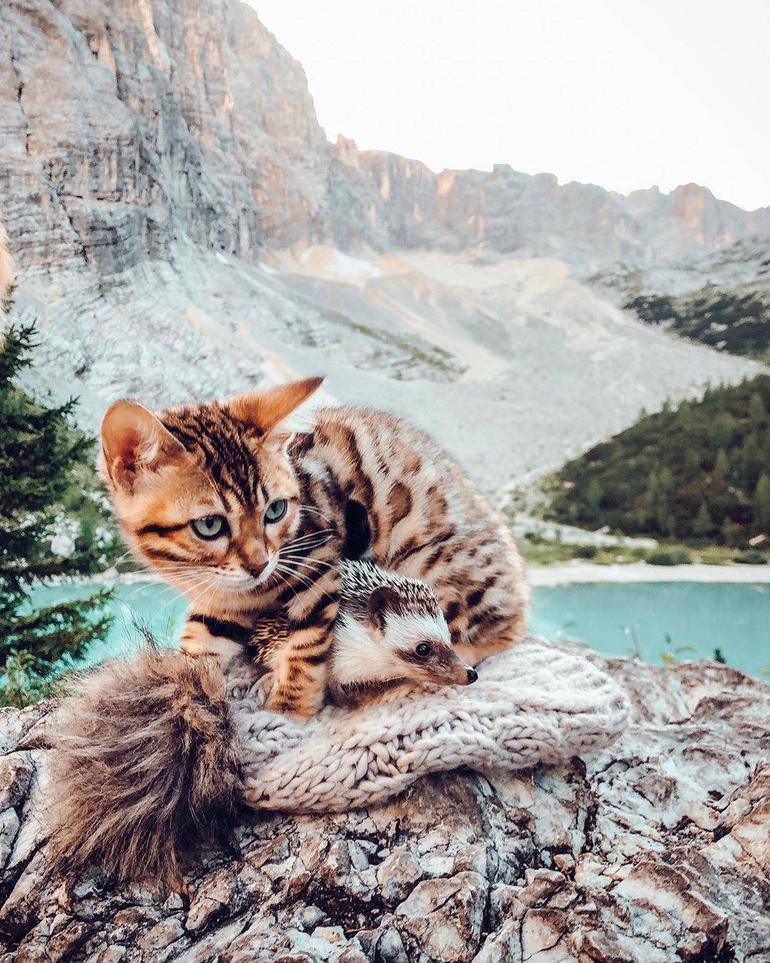 Фото Кошка и ежик на фоне гор, by mr. pokee