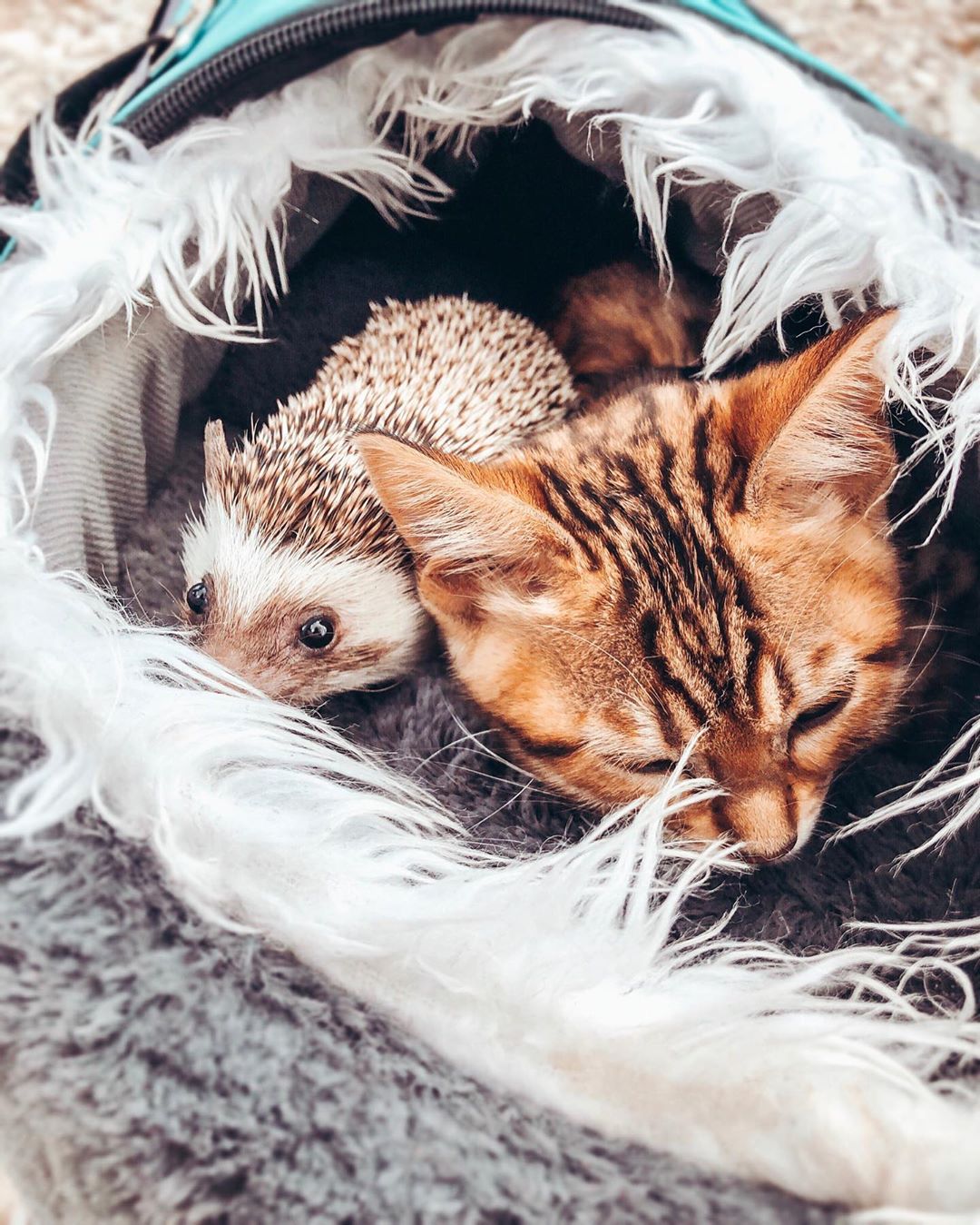 Фото Кошка и ежик в переноске, by mr. pokee