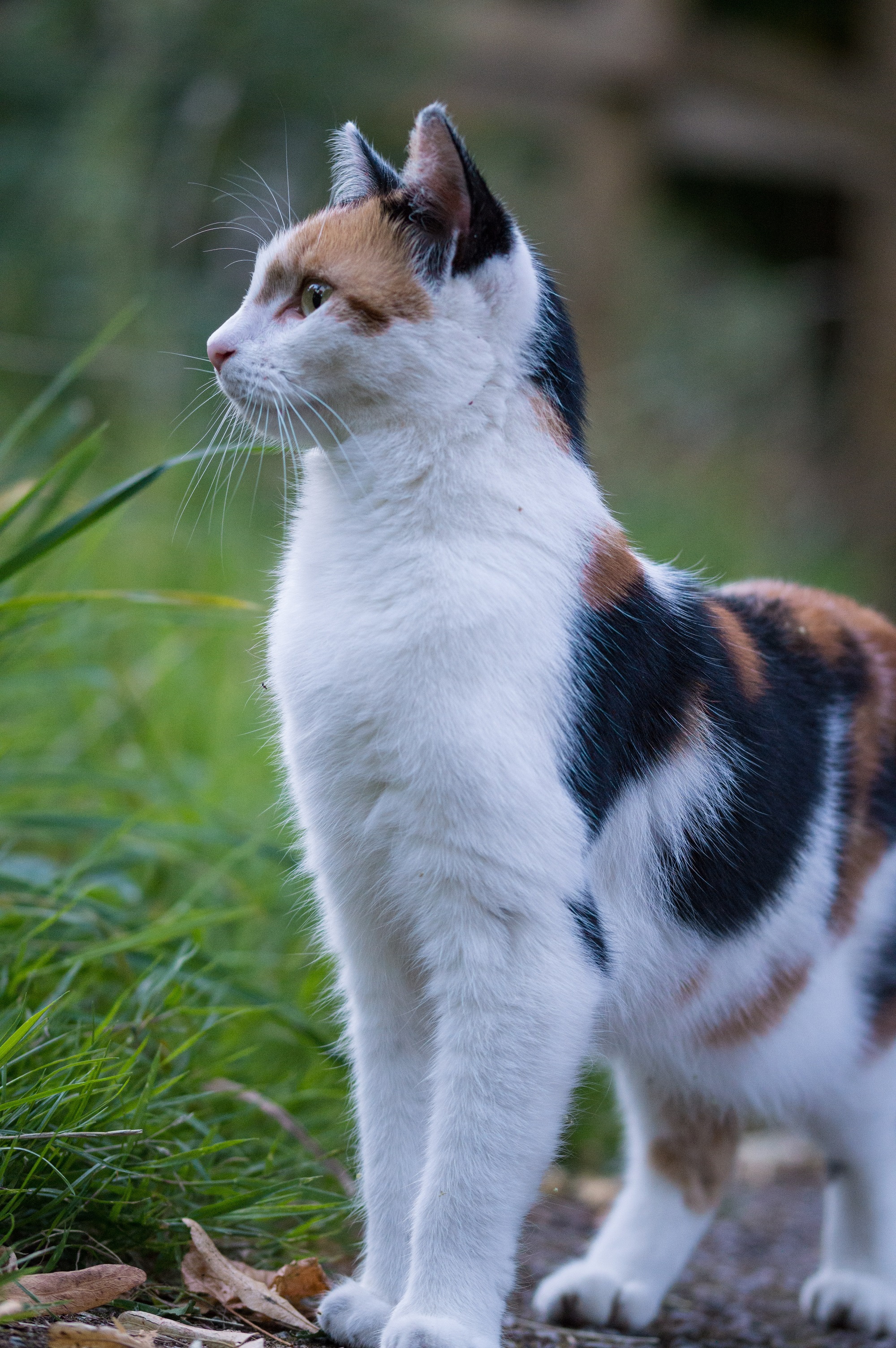 Фото Пятнистая кошка смотрит в сторону, by Uriel Soberanes