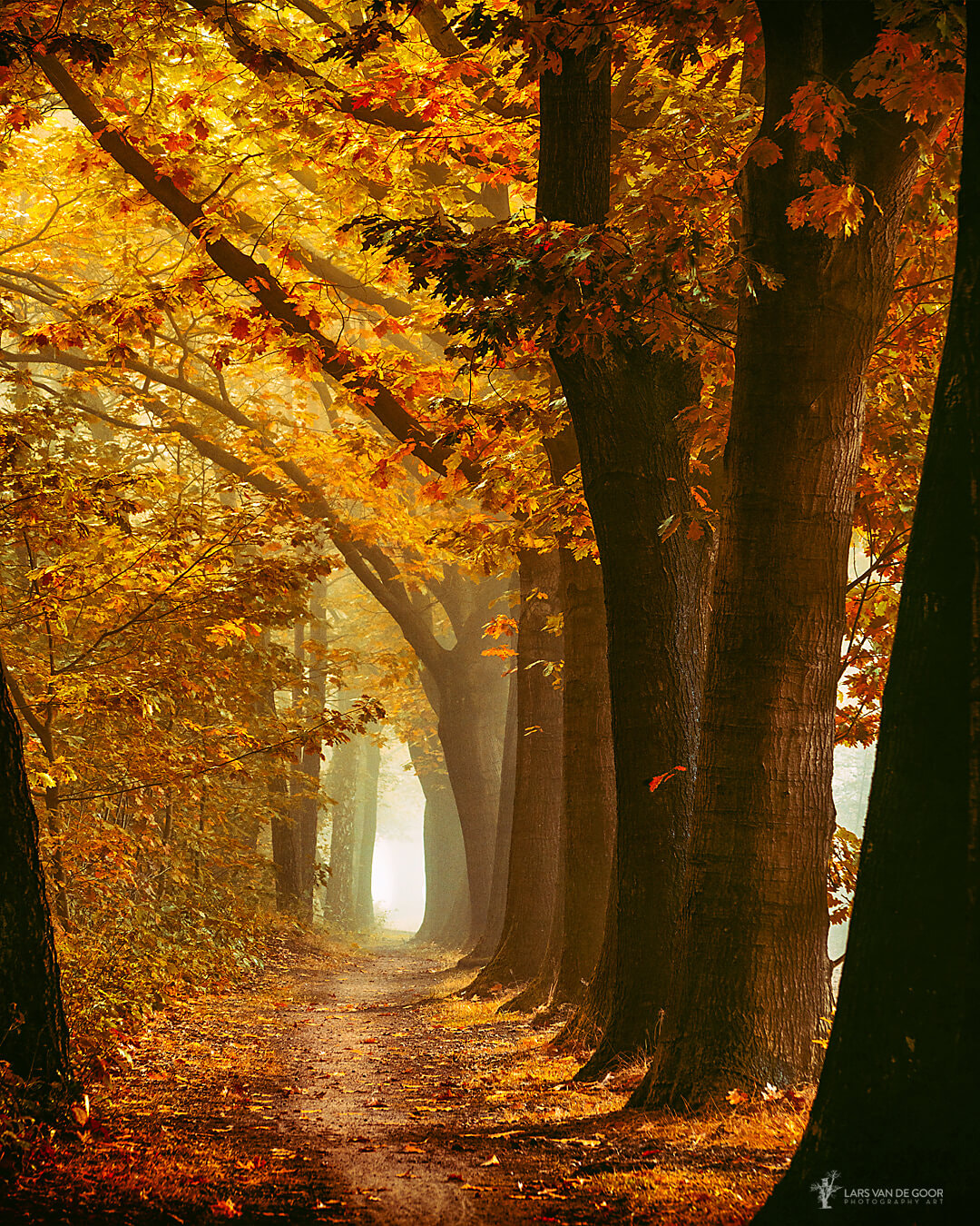 Фото Осенняя аллея By Lars Van De Goor