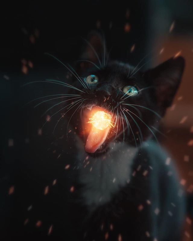 Фото Черная кошка с открытым ртом и светящимся шариком в нем