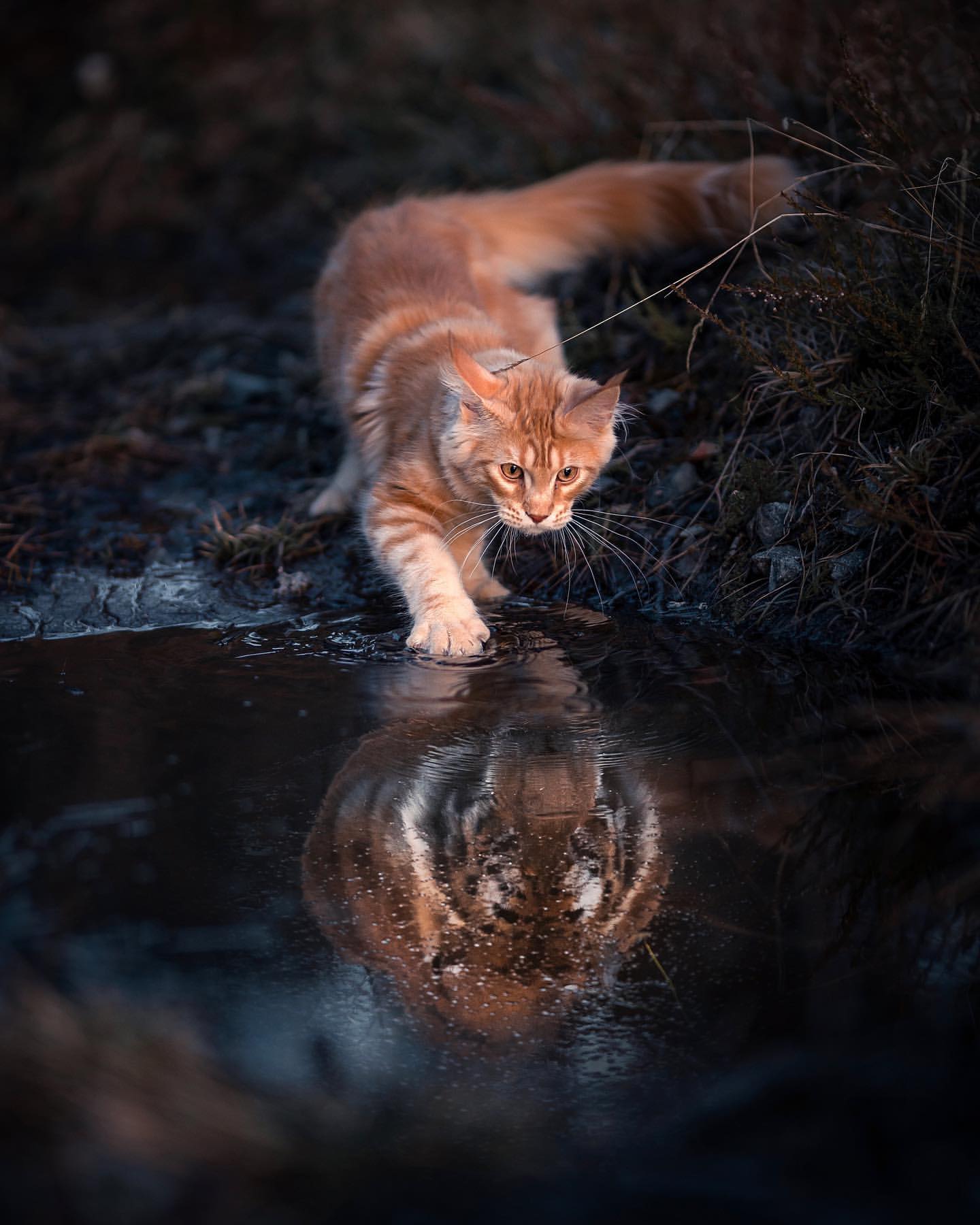 Фото Кошка видит в воде отражение тигра, by we. are. chilipeppers