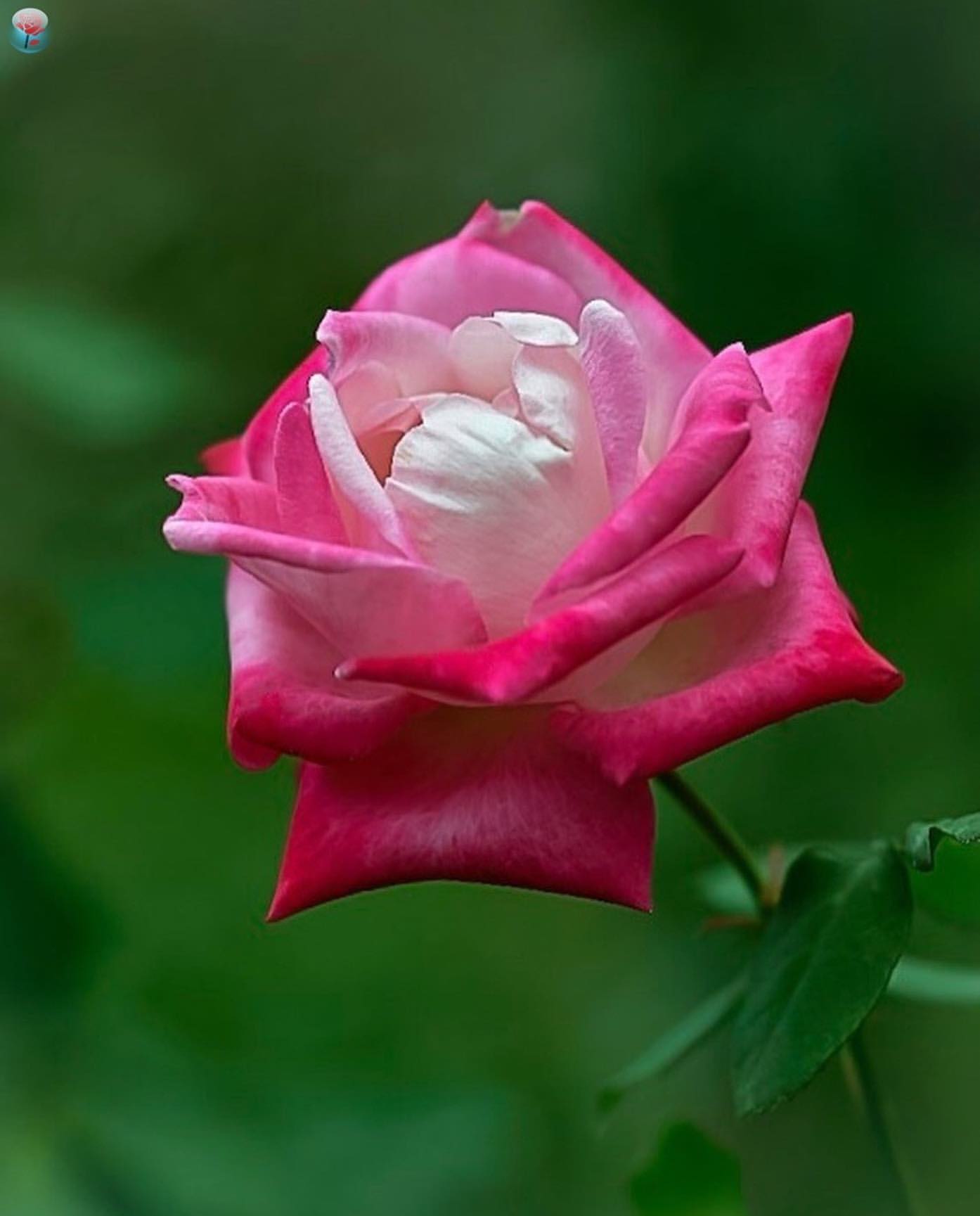 Фото Красивая роза на размытом фоне, by phx_rosegarden