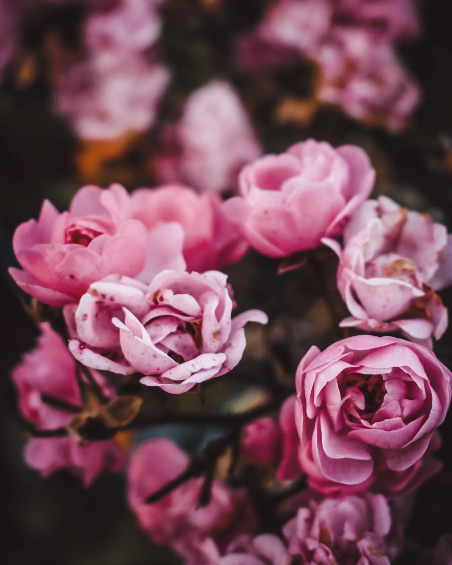 Фото Розовые розы, by starrushs