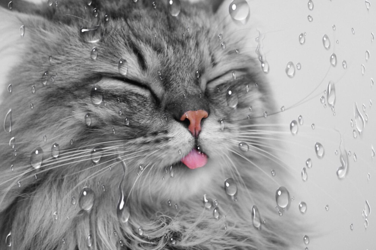 Фото Кошка за стеклом в каплях дождя, by sky. cattery