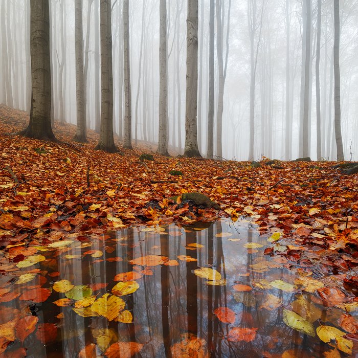 Фото Осенние листья в луже. Фотограф Martin Rak