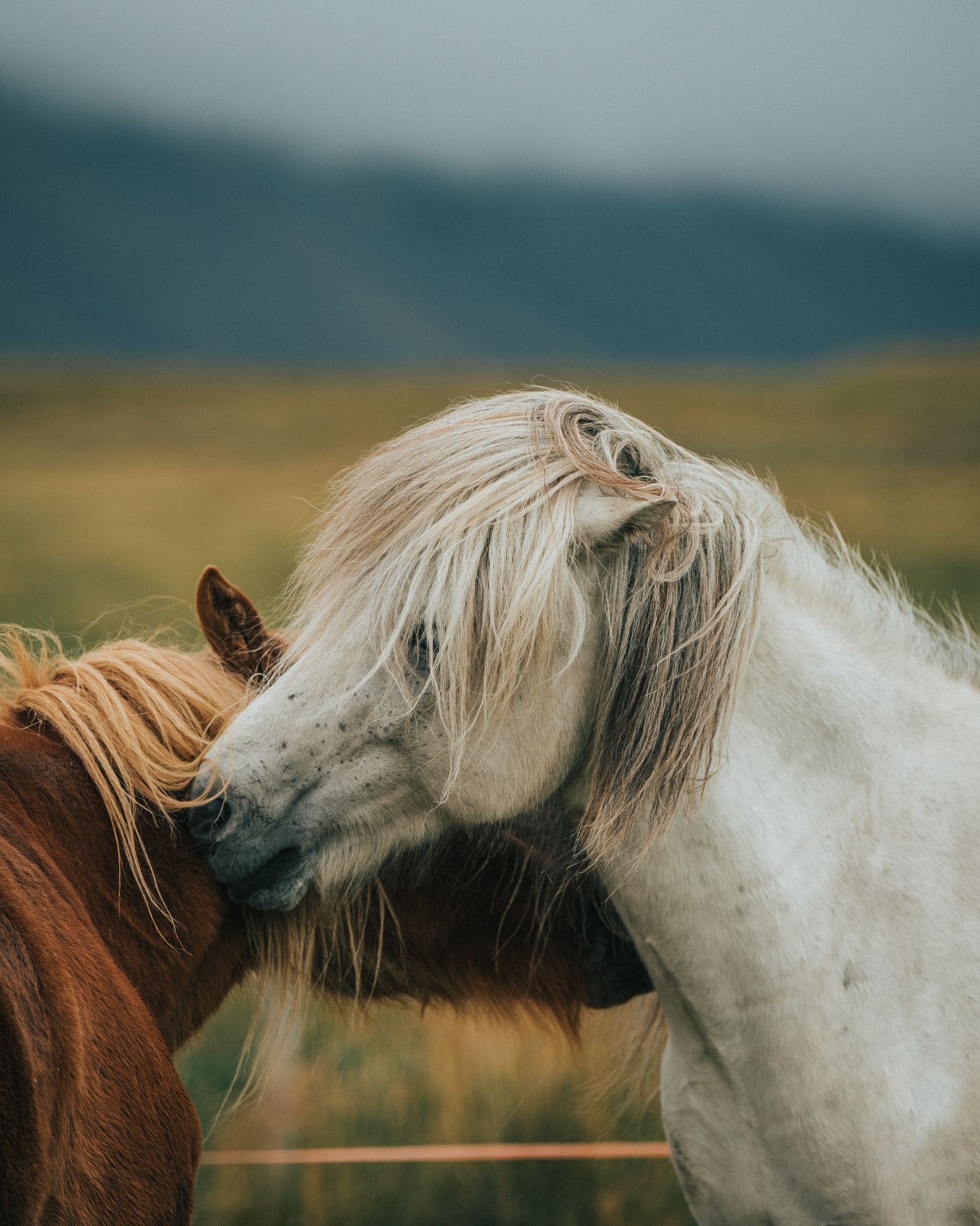 Фото Белая и коричневая лошадь стоят рядом, by Tamas Tuzes-Katai