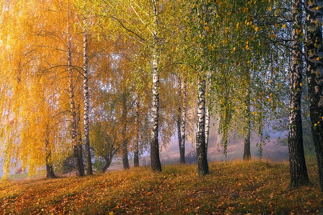 Фото Золотая щедрость осени-березовая роща. Фотограф Вячеслав Мищенко