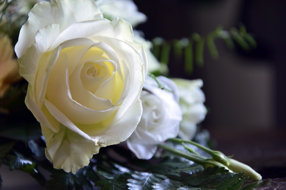 Фото Белая роза на размытом фоне
