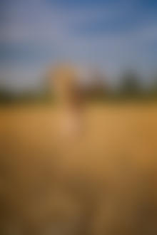 Фото Обнаженная блондинка на пшеничном поле. Фотограф Leszek
