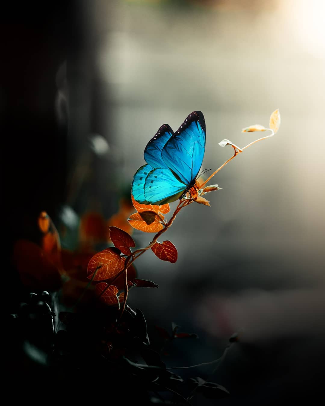 Фото Голубая бабочка сидит на ветке с желтыми листьями, by Emmy K