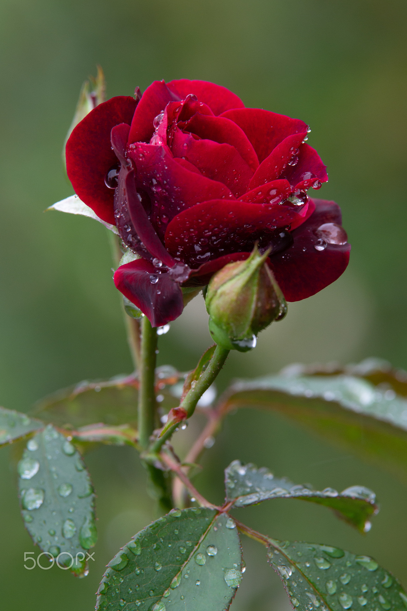 Роза моргенгрус фото